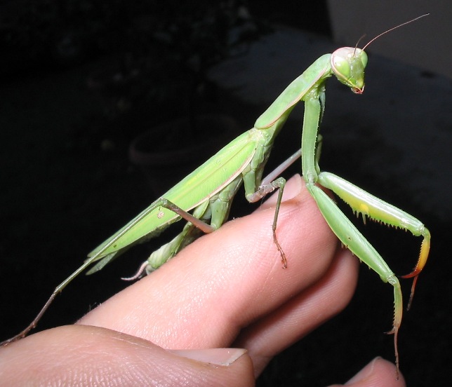 Mantis religiosa